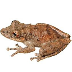 Spix's Snouted Frog